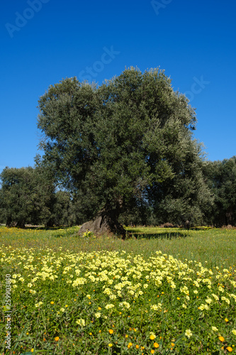 Olivenbäume im Frühling am Mittelmeer