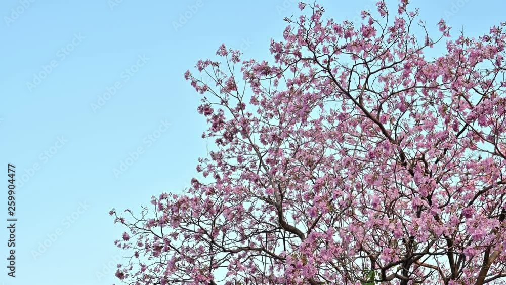 4K Sakura Thailand or Prunus Cesacoides on blue sky 4K Sakura Thailand or Prunus Cesacoides on blue sky
