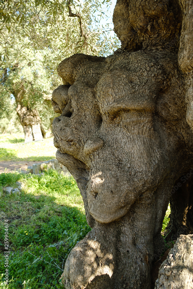 Sehr alte Olivenbäume in einer Plantage - Bäume mit Gesicht