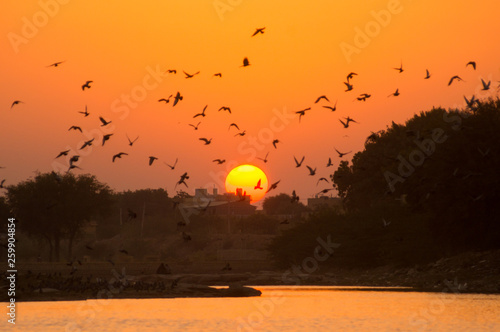 Canvas Print sunset shot with trees and birds flying