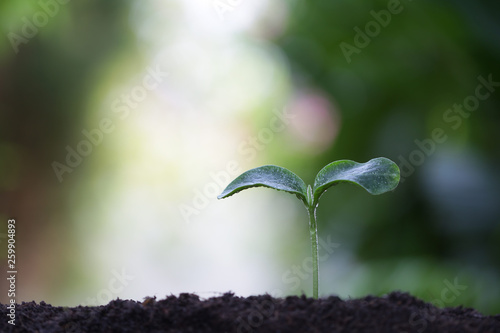 Young green sappling plant with dew growing photo