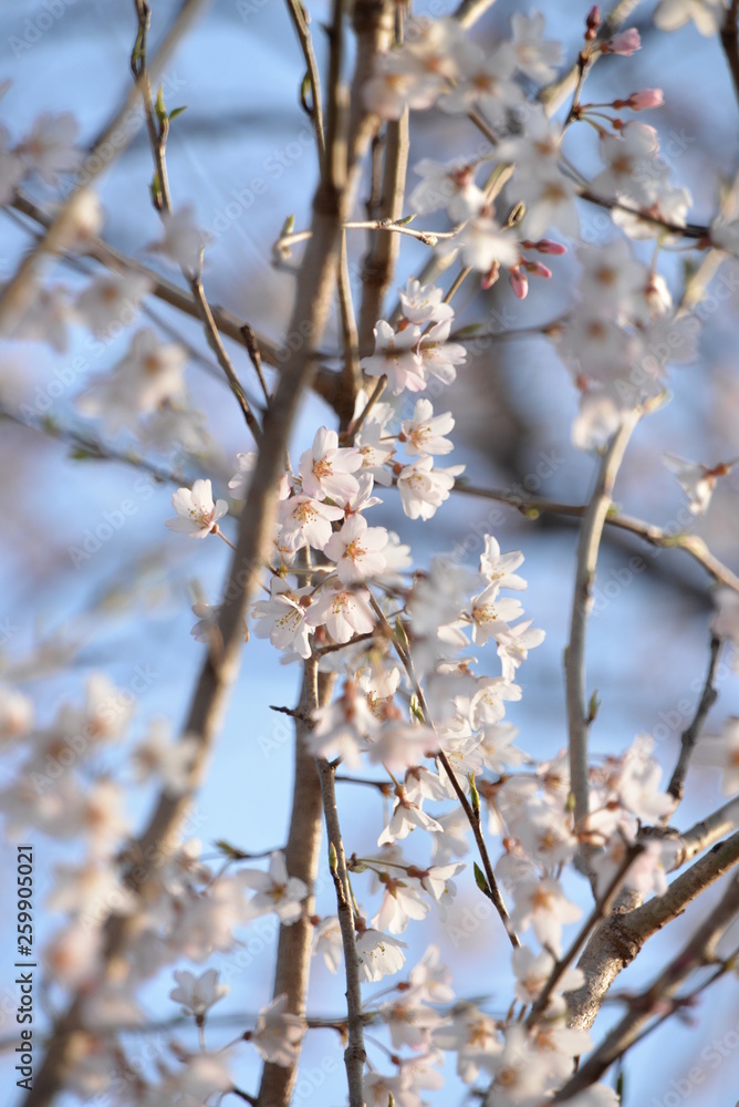 淡墨桜 淡墨桜