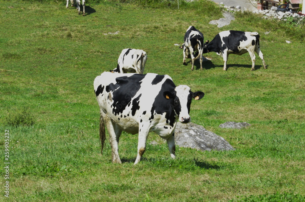 A cow in the meadows of Cantabria	