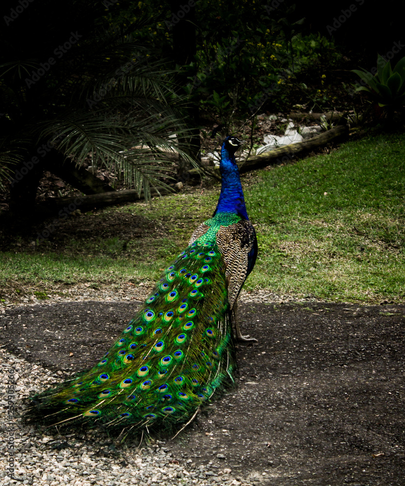 Obraz premium Peacock on a garden