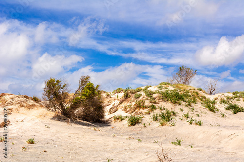 Plants growing on sand dunes of Elafonisi beach in Crete, Greece