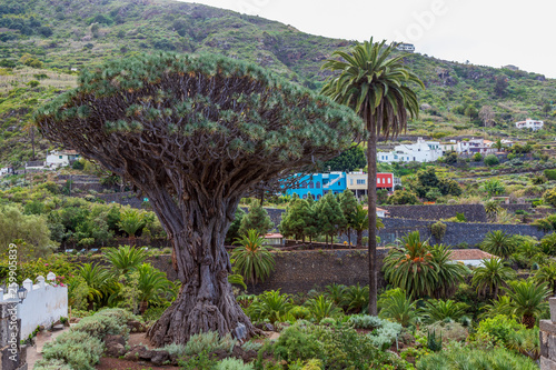 Icod Spain. 03-05-2019. Old millenary  Dragon Tree and Palm Tree at  Icod de los Vinos in Tenerife. Canary Islands. Spain.