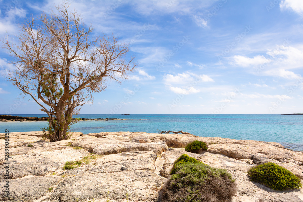 A tree on a rocky and wild coast of Elafonisi beach. The island of Crete, Greece, Europe. A tree on a rocky and wild coast of Elafonisi beach. The island of Crete, Greece, Europe.