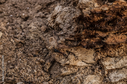 Wallpaper Mural DEAD HOLM OAK TEXTURE Torontodigital.ca