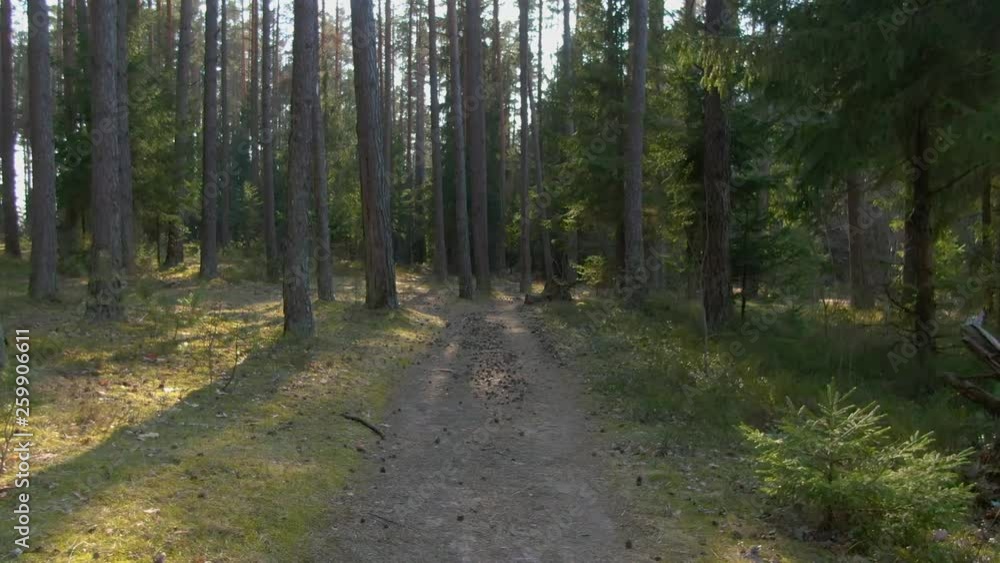 Wild pine forest with green moss under the trees. Moving between trees in beautiful sunny day. Wild pine forest with green moss under the trees. Moving between trees in beautiful sunny day.