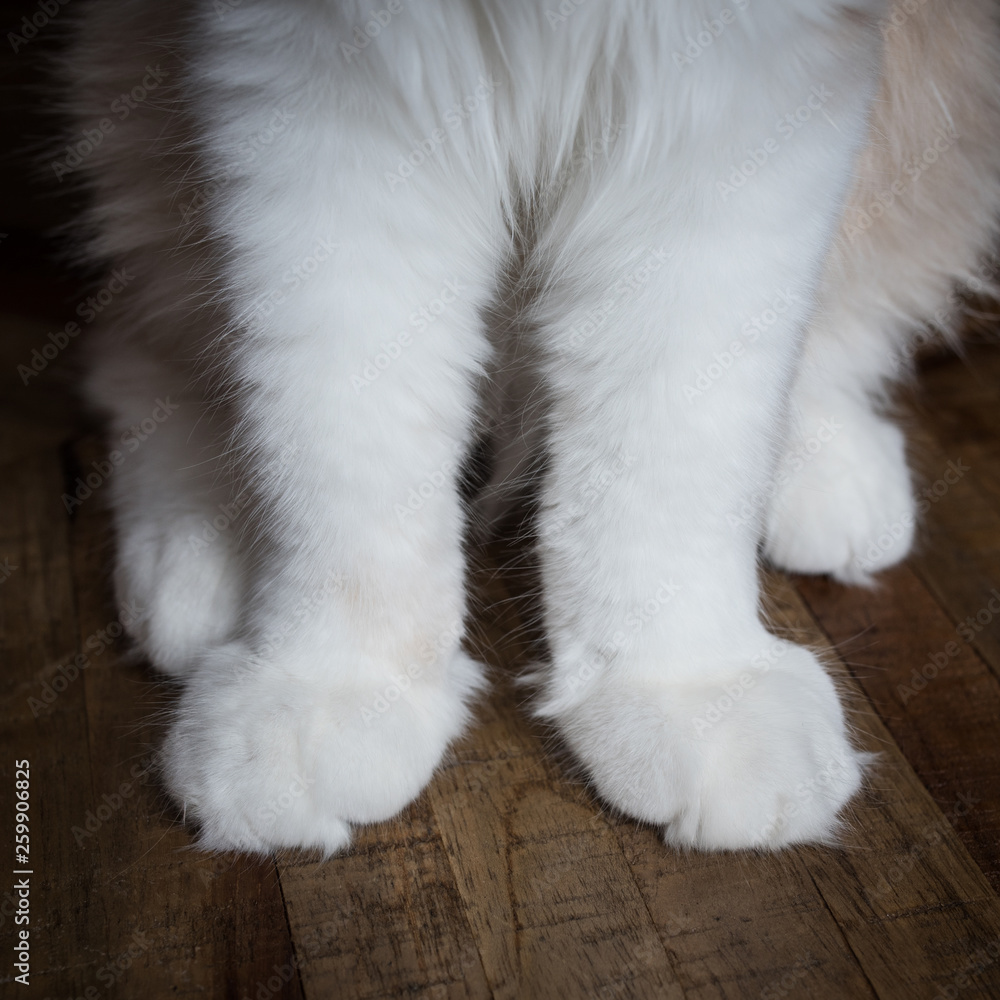 front view of cream tabby maine coon kitten's paws on wooden ground front view of cream tabby maine coon kitten's paws on wooden ground