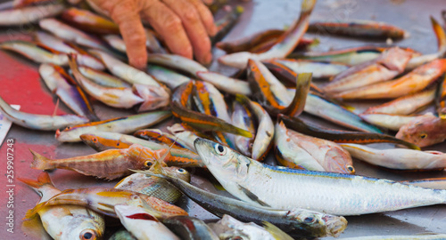 Εκτύπωση καμβά Fresh small fishes at a market stall in the island of favignana, trapani, sicily