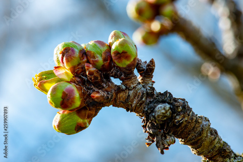 éclosion de bourgeons sur une branche photo