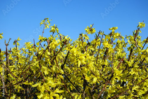 Beautiful blooming Lynwood photo