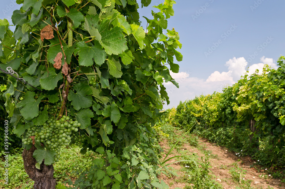 Landscape of rows in the vineyard, Bulgaria Landscape of rows in the vineyard, Bulgaria