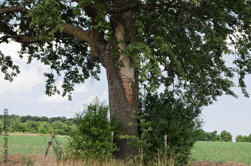 Close to the beautiful trees in the fields of Bulgaria