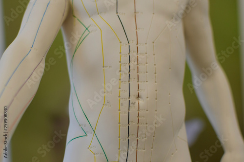 tcm acupuncture puppet detail meridian green background