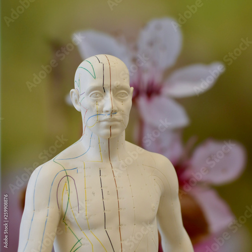 tcm acupuncture puppet detail meridian green background