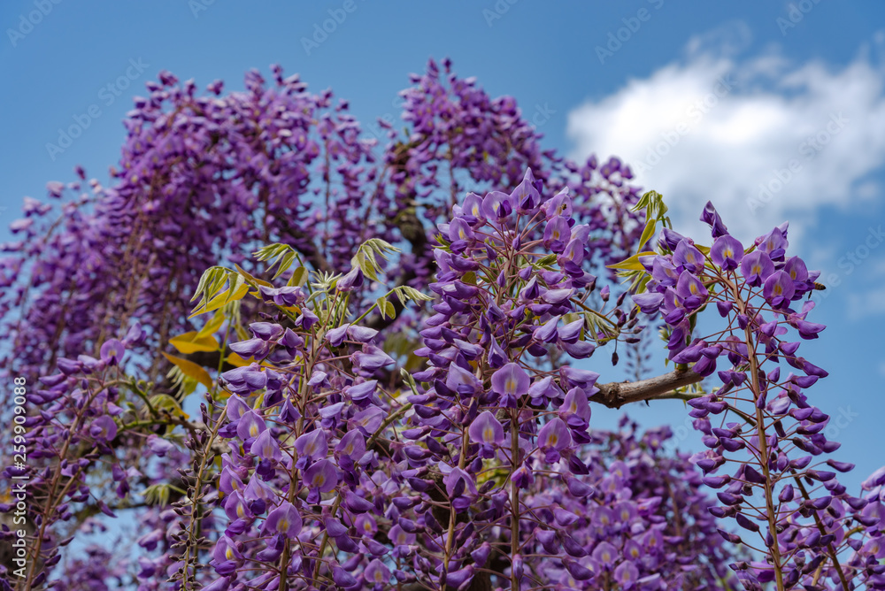 Φωτογραφία Close-up beautiful full bloom of Purple pink Wisteria blossom trees flowers in s