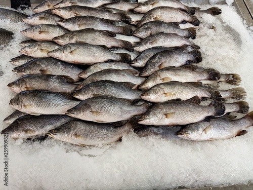  Many fresh sea fish are sold at seafood restaurants.17