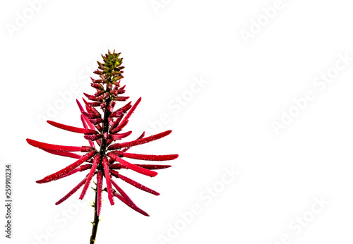 The Red Tubular Flower of the Coral Bean photo