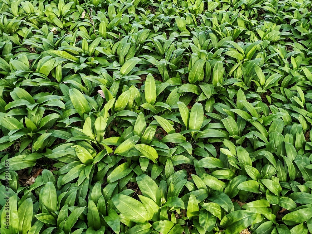 Fototapeta premium wild garlic allium ursinum