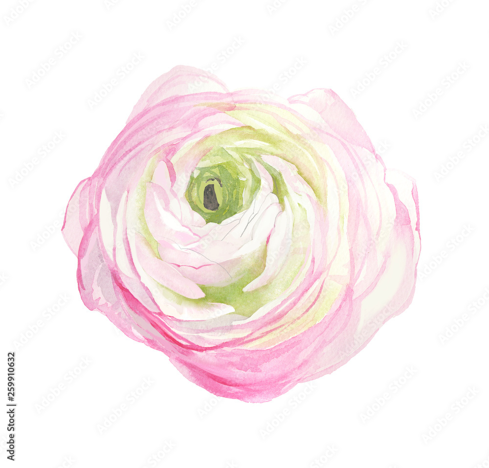 Flowers watercolor illustration Flowers watercolor illustration