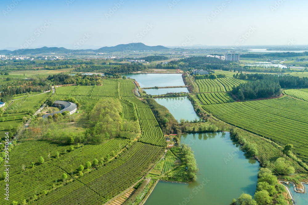  Tea Garden Overlooking Fenghuanggou Scenic Area in Nanchang County 