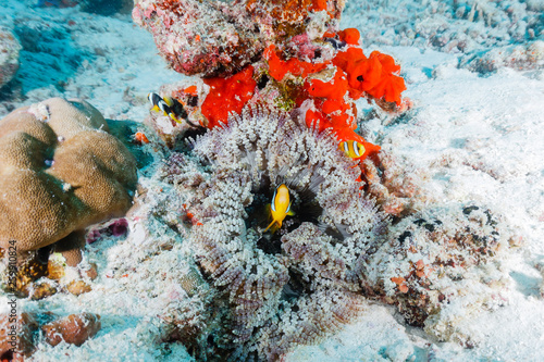 Chagos Anemonefish