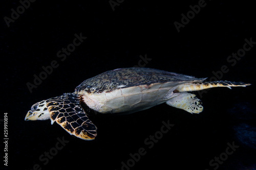 Hawkesbill Turtle photo