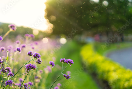 Verbena purple flowers on beautiful bokeh background © domonite