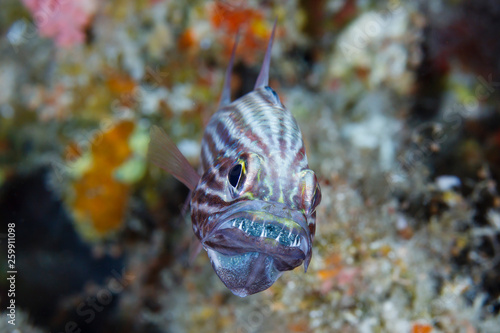 Tiger Cardinalfish photo