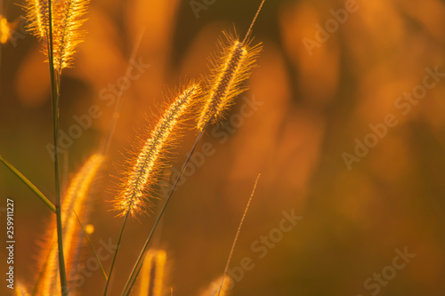 Poaceae grass flower in the rays of the rising sunset background.