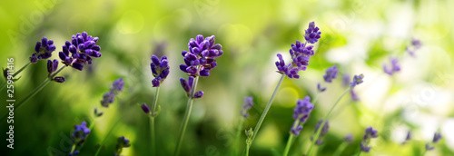 Sunshine on blue lavender flowers. Nature background.