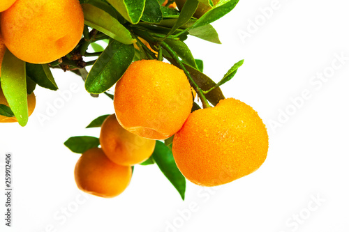 beautiful tangerine tree on white background
