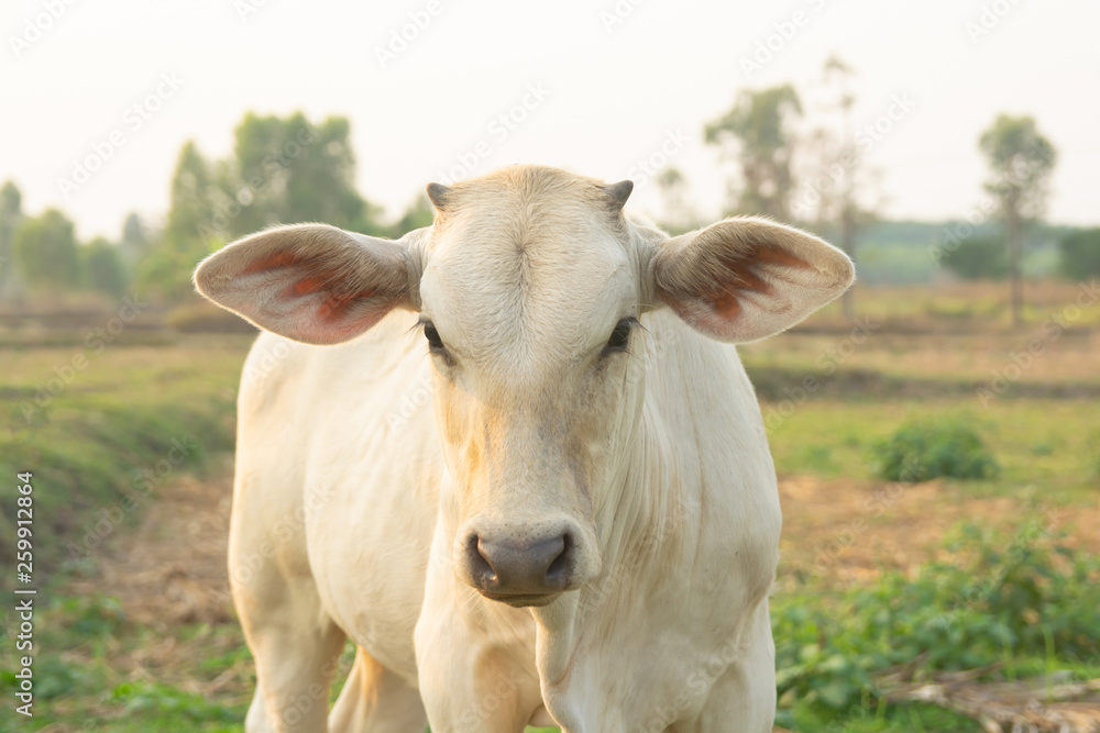 White cow on meadow White cow on meadow