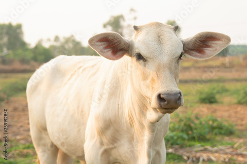 White cow on meadow