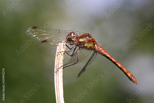 Close-up of dragonfly on a stick