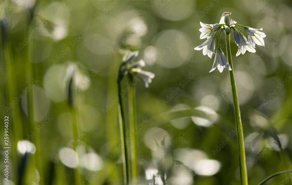 White bluebell flower blooming during Springtime White bluebell flower blooming during Springtime