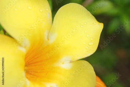Yellow Flower macro