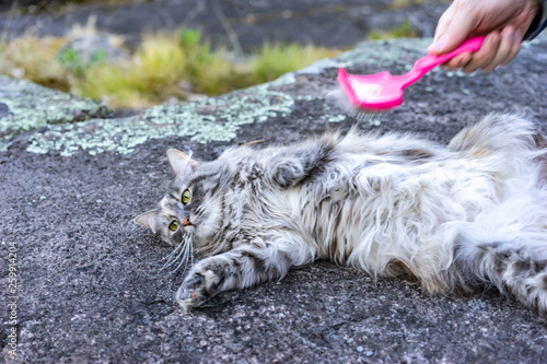 The cat is combed with a br...