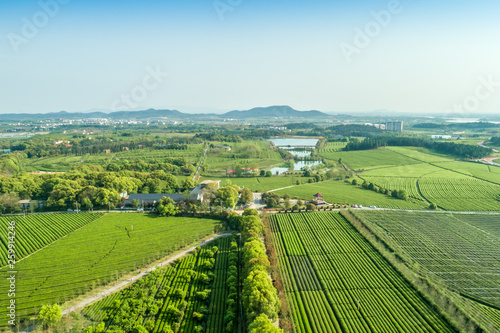 Overview of China s Green Tea Gardens