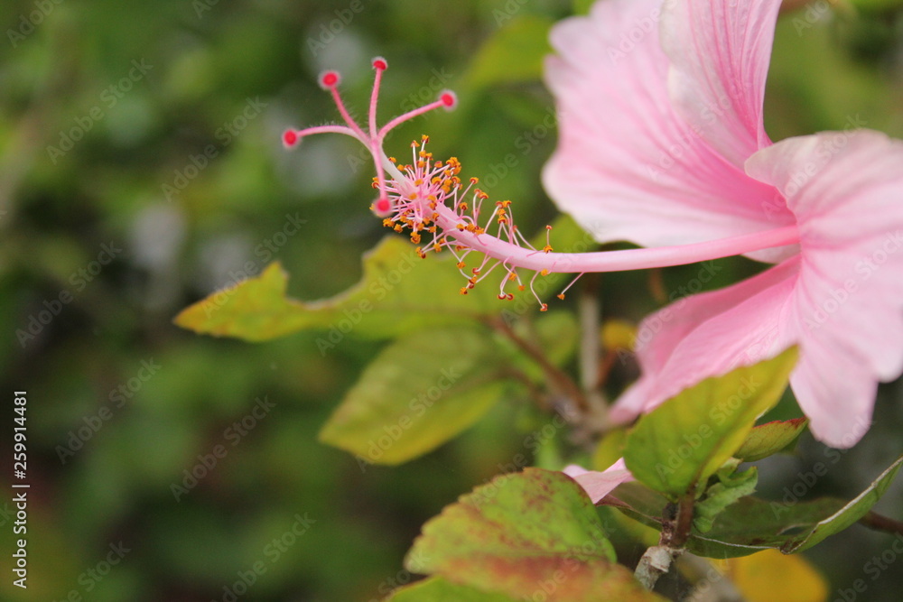 Fototapeta premium Hibiscus Pink Flower macro
