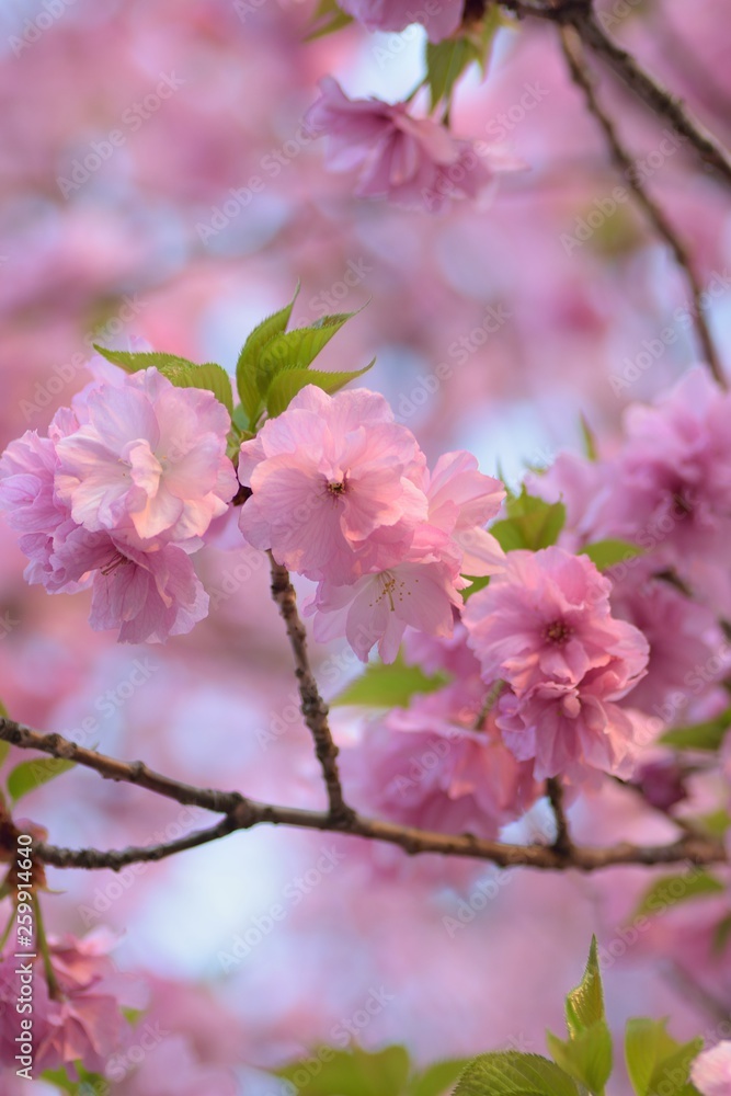 Landscape of Pink Cherry blosoms in sunshine Landscape of Pink Cherry blosoms in sunshine