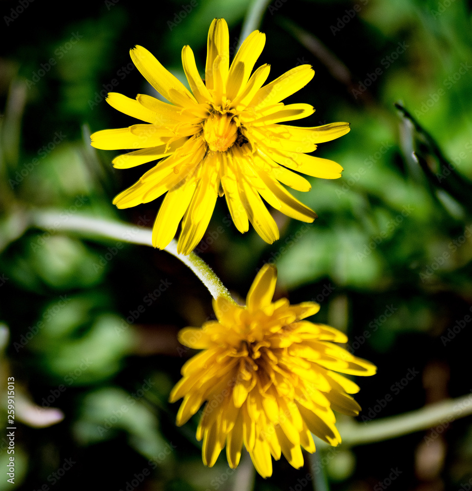 Wild daisies Wild daisies