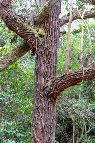 Forêt tropical à La Réunion dans l'Océan Indien