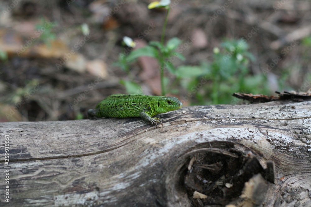 A green forest lizard basks in the sun, she prefers to have a rest on the barrel of old dry tree. A green forest lizard basks in the sun, she prefers to have a rest on the barrel of old dry tree.