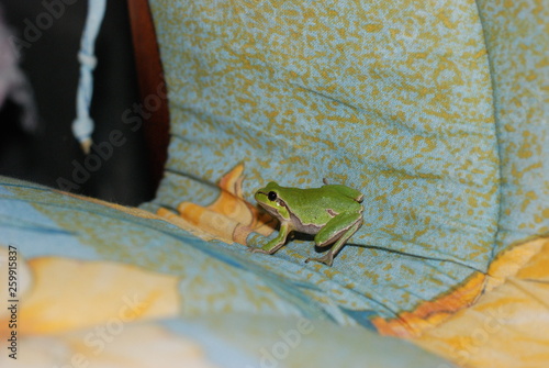 in the country house a small green frog climbed onto the bed.