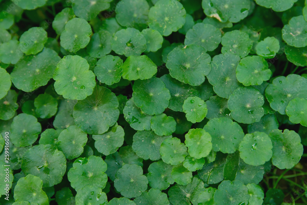 Gotu kola, Centella asiatica, Asiatic pennywort, Indian pennywort leaf green background Gotu kola, Centella asiatica, Asiatic pennywort, Indian pennywort leaf green background