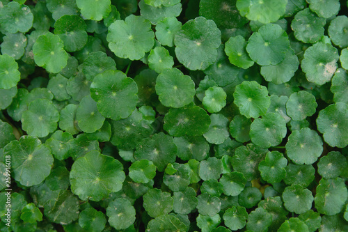 Gotu kola, Centella asiatica, Asiatic pennywort, Indian pennywort leaf green background