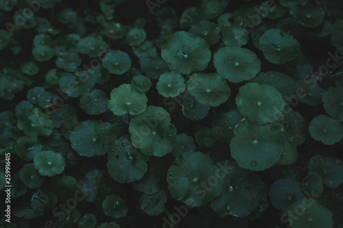 Water Pennywort  Gotu kola  Centella asiatica  Asiatic pennywort  Indian pennywort leaf green dark tone background.